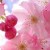 Profile picture of cherryblossom