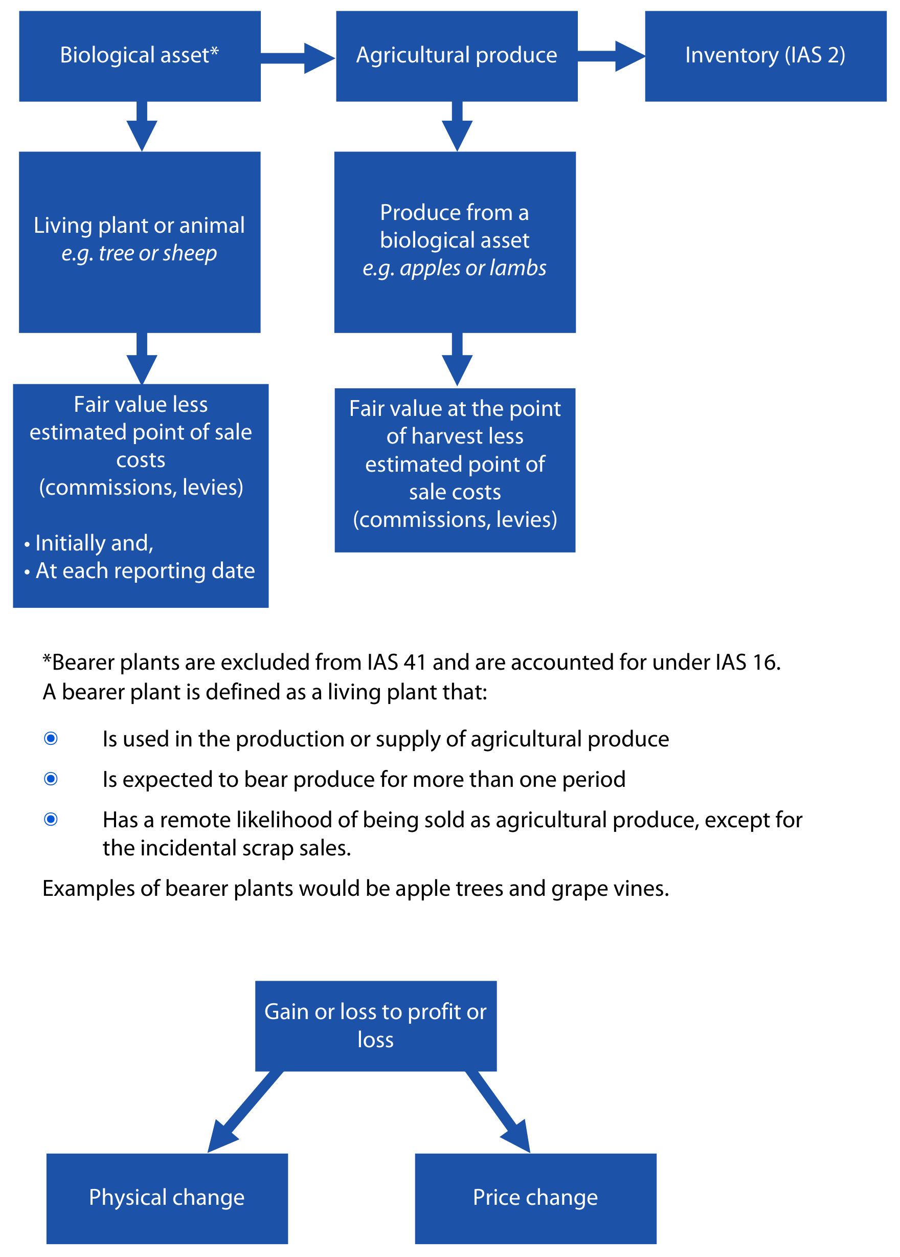 IAS 41: biological asset, agricultural produce and inventory